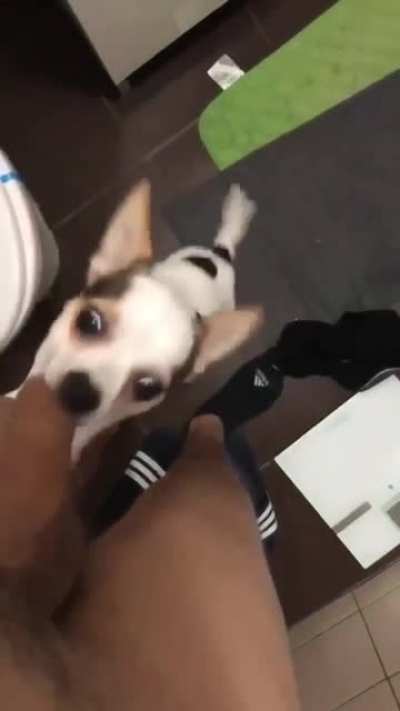 Doggo wants to play