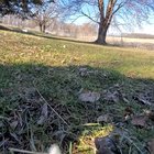 Dixiedo fox runs away with my phone. Tries to bury it (play with sound on)