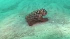 In the deep of the ocean, even though you have a great camouflage, some other creature will have one better than yours