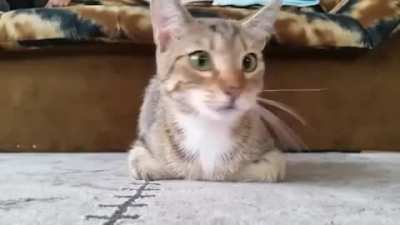 Cat Watching Horror Movie