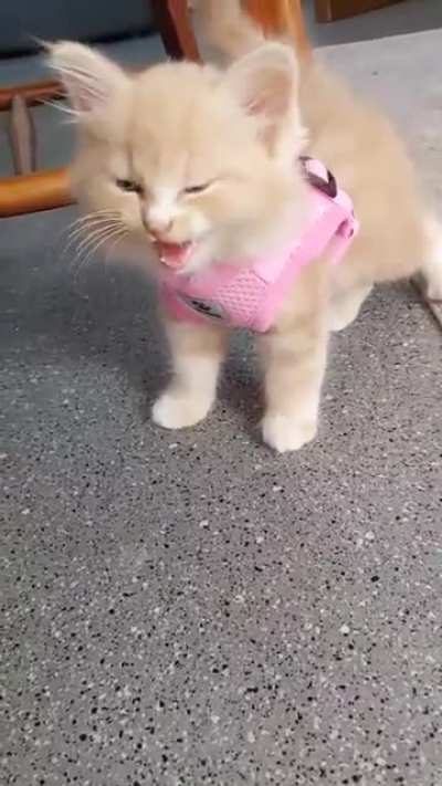 Help! Cat has swallowed a Cessna and now it's stalling