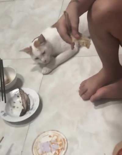 Cat fakes sleep to steal fish