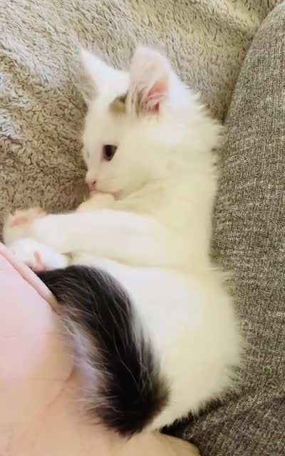 Playing with his tail!