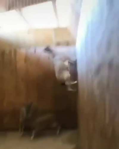Just a GOAT thing...