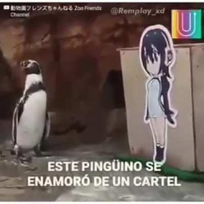 BeelcitosMemes - Video #4565
