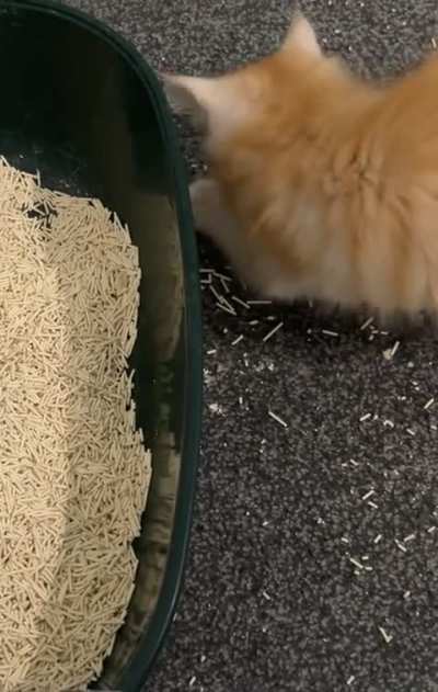 “how do they get so much cat litter on the floor?” *wambus literally grabbing it by the handful*