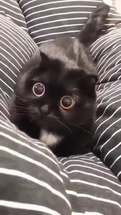 ready to pounce
