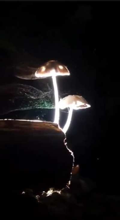 Mushrooms releasing their spores at night in order to propegate. Mushroom sex may just be the most beautiful thing I’ve ever seen. 🍄 this type of sex is elegant not dirty.