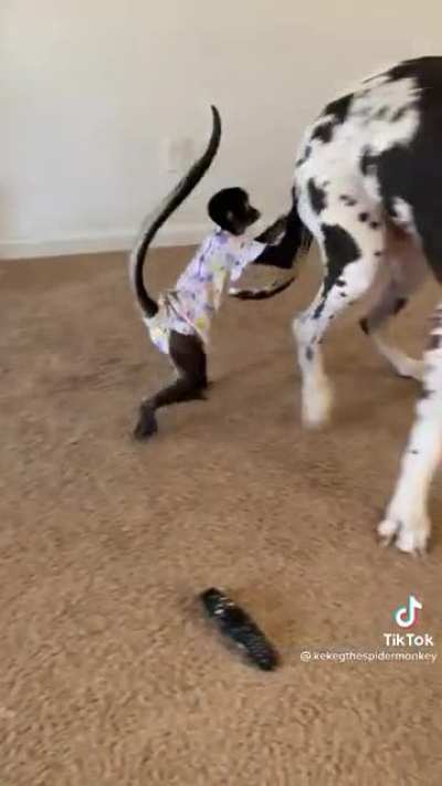 🐒