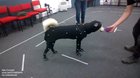 Motion capturing canine movements for a student project