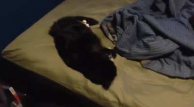 Waking up a cat with a firecracker