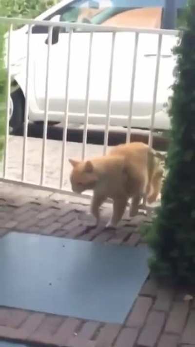 Look what the cat dragged in