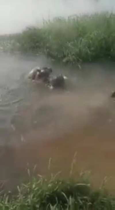 dun dun, duN DUN DUN DUNN - SURPISE HIPPO