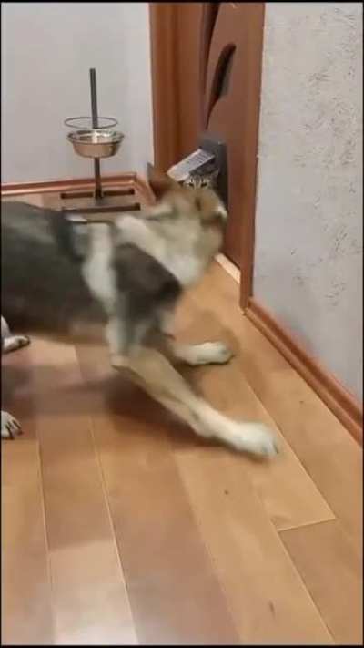 Crazy cat Forced a huge dog to retreat.