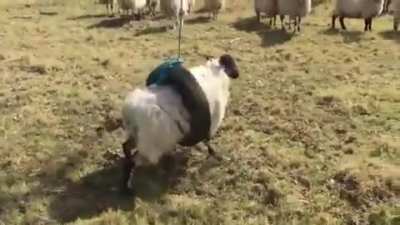 Yeah just film away at the helpless sheep...
