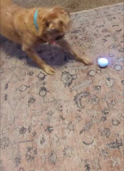 Doggo vs Sphero