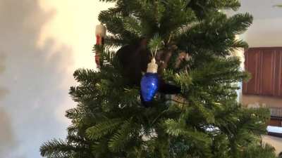 Five minutes after it was up, the ornaments were off and she’d made it to the top.