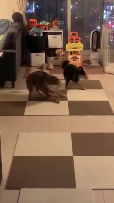 Dogs playing...Can't understand the rule of this game though.