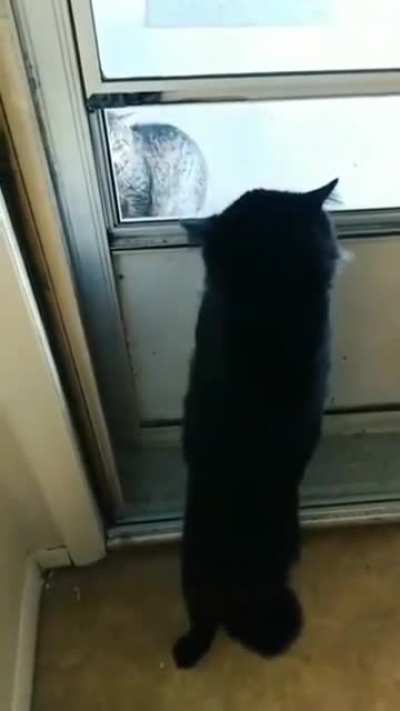 a cat meowing