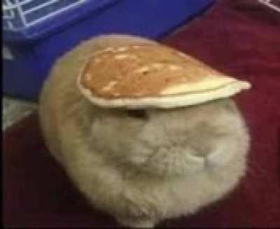 bunny