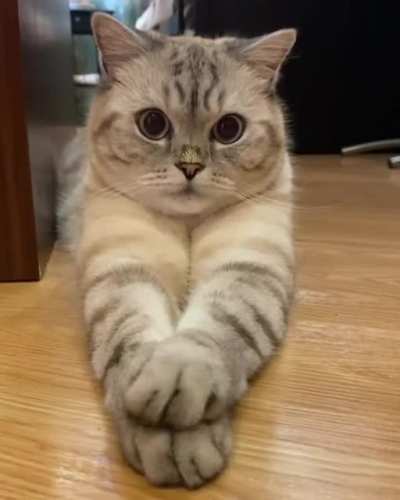 История одного кота)