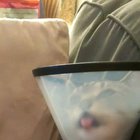 Neck scratchies in the cone of shame are too much for him to handle
