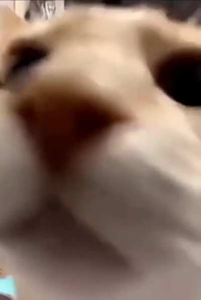 Bichano
