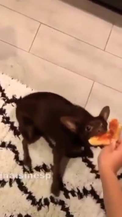 What da dog doin?