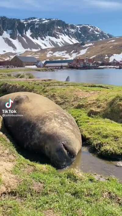 Semi-supine snoozin’ seal (sound on)