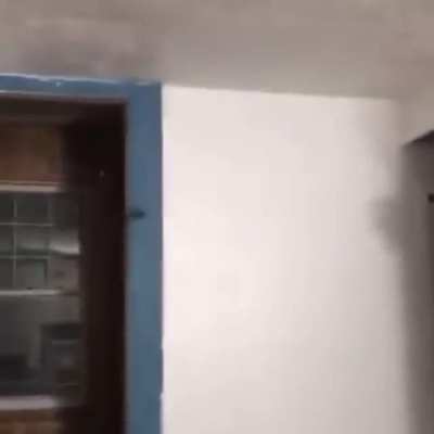 Bat in the apartment