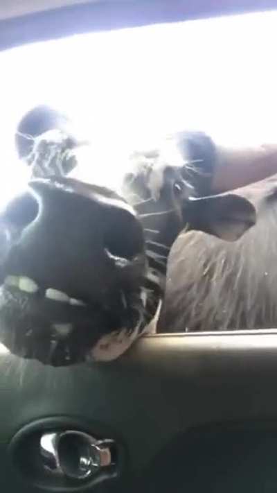 Family Took A Trip To A Drive-In Zoo & Things Didn’t Go As Expected!