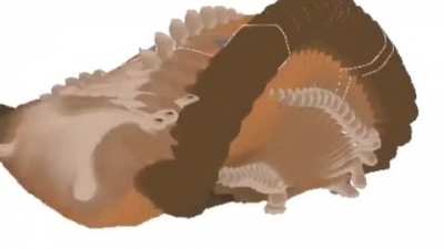 platypus