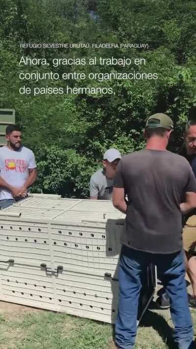 Llegó un yaguareté a la Argentina y habitará en Corrientes