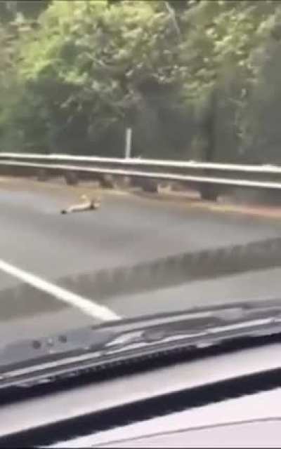 Bench pressing possum