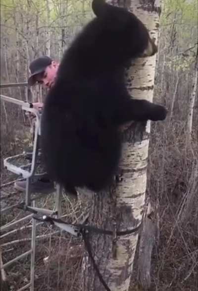 Любоп<wbr>ытный мишка