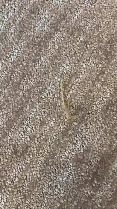 So glad corporate picked out this carpet color at work