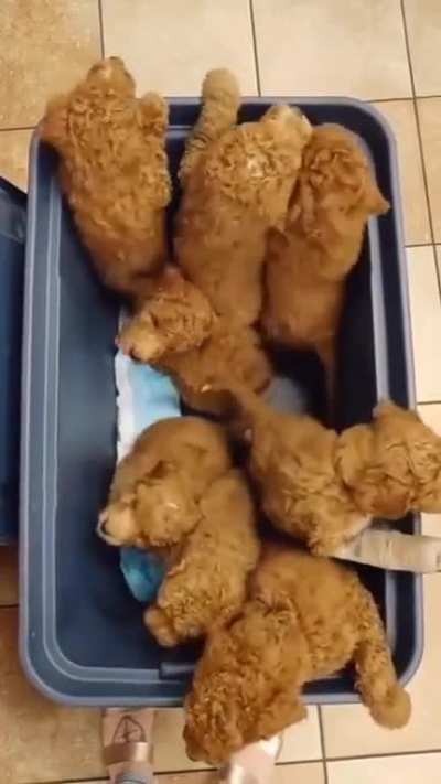 This fried chicken is so undercooked it's walking off the plate!