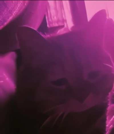 Sad cat☹️