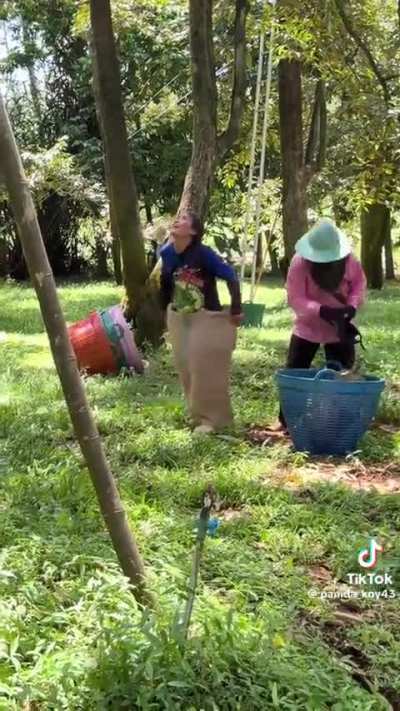 Catching durians