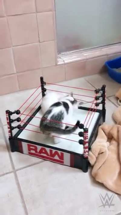 Literally never watched a WWE fight in my life