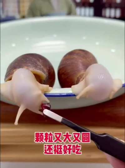 Hungry Snails