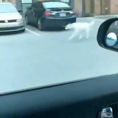 Dog walks human