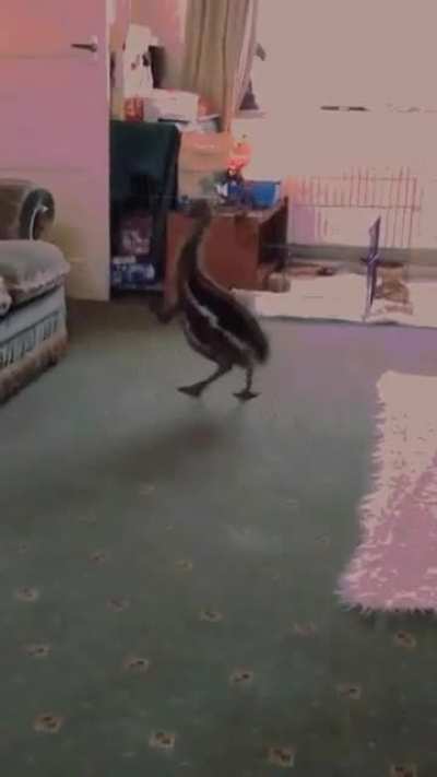 Emu