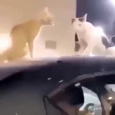 Run. Now!