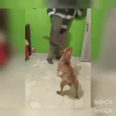 No worries, the dog doesn't bite