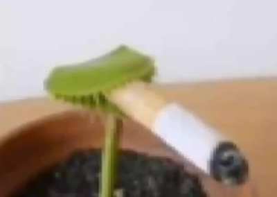 Unusual blunt