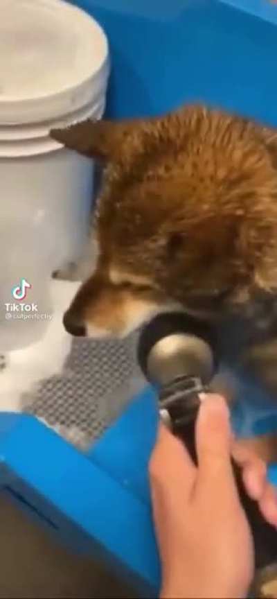 Shiba inus fr