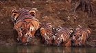 It's the tongue of the tiger