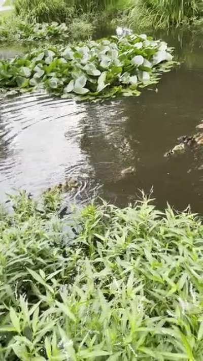 Why Do Ducks Swim in a Row? This phenomenon is so commonplace, it's become an expression. But what's the science behind getting your ducks in a row? Researchers have found the answer– ducklings save energy by surfing their mom’s waves. These swimmers are 