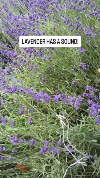You’ve heard of blues music—but have you heard LAVENDER music before? The Purple Rain of Biosonification.